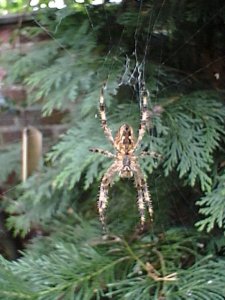 Photograph of a Common Garden Spider.
