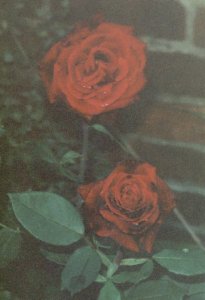 A rather faded photograph of a Rose.