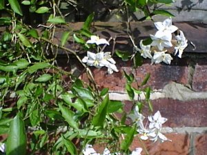 Photograph of a Chilean Potato Vine.