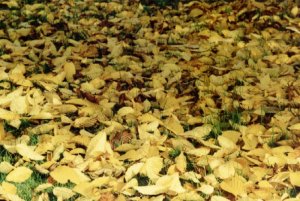 More autumn leaves in Chantry Park.