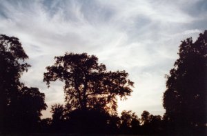 Magnificent trees in Chantry Park, Ipswich.