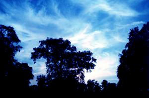 Chantry trees with enhanced sky!